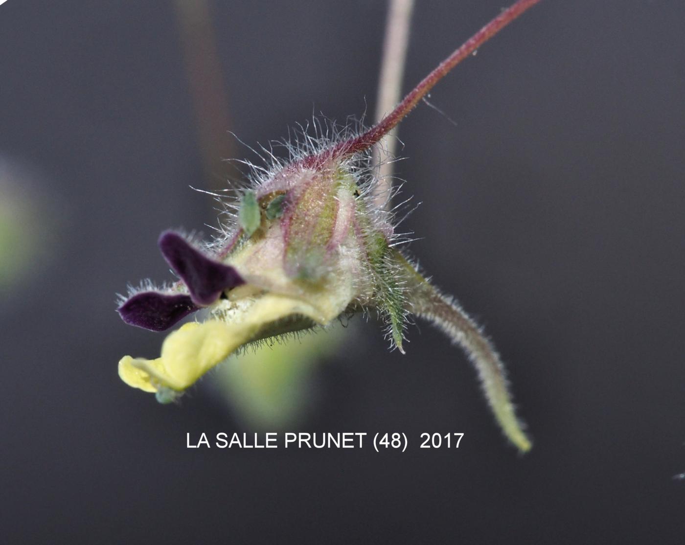 Fluellen, Sharp-leaved flower